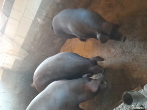 porci duroc - imagine 3 porci duroc - imagine 3