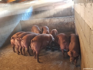 porci duroc - imagine 2 porci duroc - imagine 2