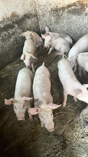 Purcei 10 săptămâni 