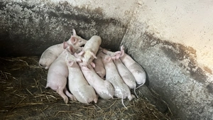 Purcei 10 săptămâni  - imagine 3