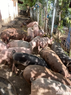 grăsuni de vânzare - imagine 4