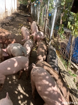 grăsuni de vânzare