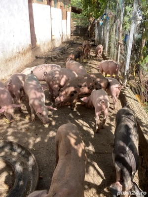 grăsuni de vânzare - imagine 3