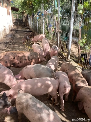 grăsuni de vânzare - imagine 2