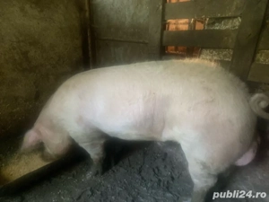 vand vier  - imagine 2