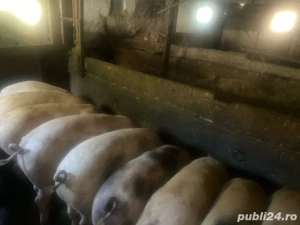 vand soldani - imagine 4