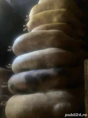 vand soldani - imagine 3