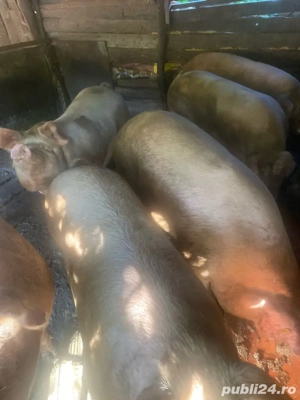 vand porci, asiguram sacrificarea - imagine 2