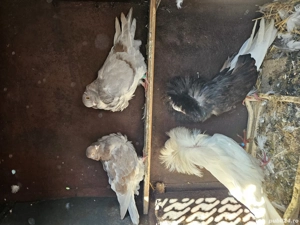 porumbei din Bihor  - imagine 2