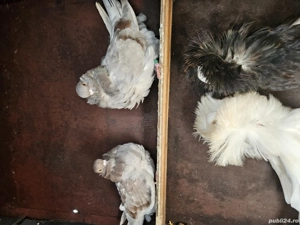 porumbei din Bihor  - imagine 4