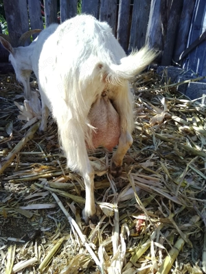 Vând capră bună de lapte  - imagine 2 Vând capră bună de lapte  - imagine 2