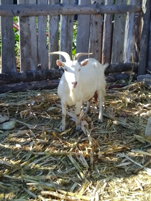 Vând capră bună de lapte 
