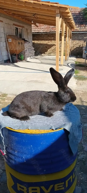 Vand 4 masculi fluture german  - imagine 3 Vand 4 masculi fluture german  - imagine 3