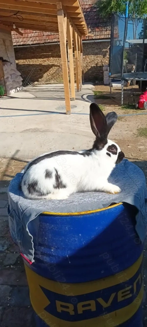 Vand 4 masculi fluture german  - imagine 2 Vand 4 masculi fluture german  - imagine 2