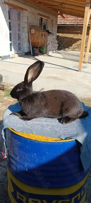 Vand 4 masculi fluture german  - imagine 4 Vand 4 masculi fluture german  - imagine 4