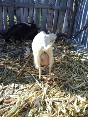 Vând capră bună de lapte  - imagine 3 Vând capră bună de lapte  - imagine 3