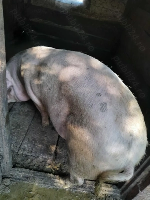 Vand porci pentru sacrificat - imagine 4