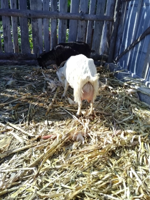 Vând capră bună de lapte  - imagine 4 Vând capră bună de lapte  - imagine 4