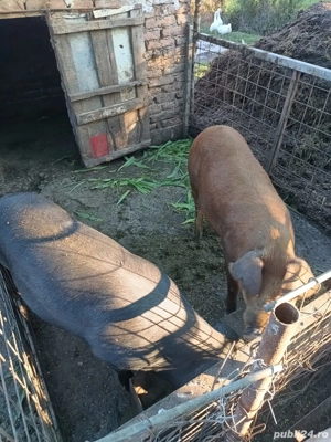 Vand scroafe sau schimb 