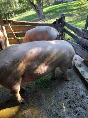 Vand porci pentru sacrificat