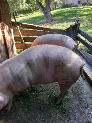 Vand porci pentru sacrificat - imagine 3