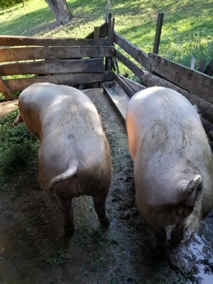 Vand porci pentru sacrificat - imagine 5
