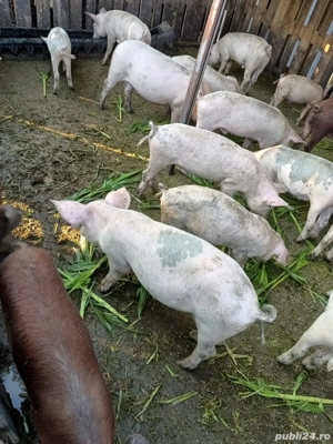 Vand purcei  - imagine 3