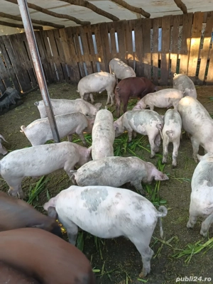 Vand purcei  - imagine 2