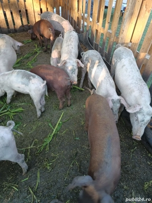 Vand purcei  - imagine 4