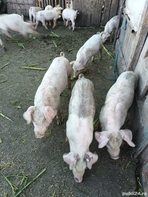 Vand purcei  - imagine 5