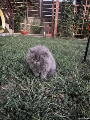 Pisic persan,cauta casa - imagine 2