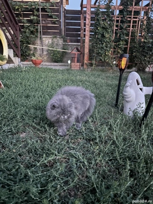 Pisic persan,cauta casa - imagine 3