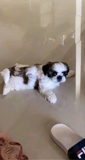 Catelusa ShihTzu  - imagine 2