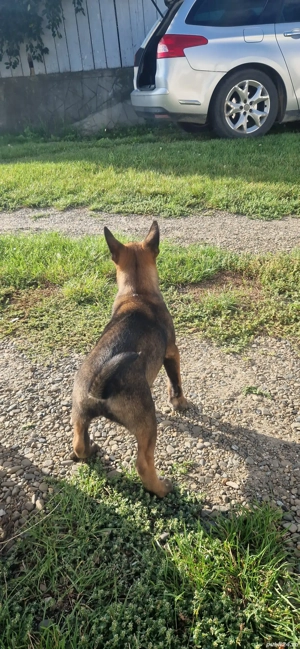 catei belgian melinois 