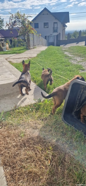 catei belgian melinois  - imagine 2 catei belgian melinois  - imagine 2