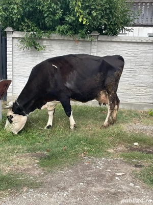 Vand Vaca Holstein - imagine 5