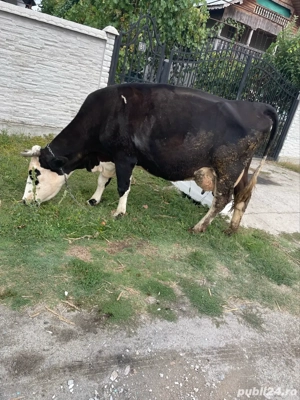 Vand Vaca Holstein - imagine 2