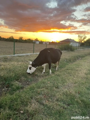 Vand Vaca Holstein - imagine 4