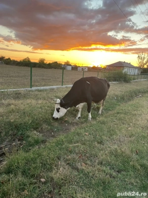 Vand Vaca Holstein - imagine 3