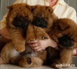 Chow chow