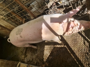 Porci de vânzare, 110 -240 kg
