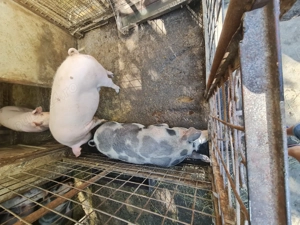 Porci de vânzare, 110 -240 kg - imagine 4