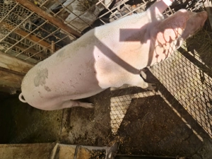 Porci de vânzare, 110 -240 kg - imagine 3