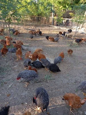  Vand Gaini ouatoare colorate