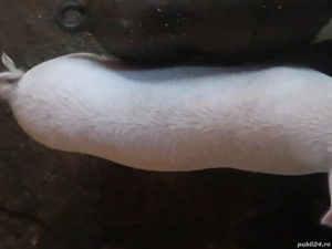 Vând 10 șoldani 4 luni - imagine 4 Vând 10 șoldani 4 luni - imagine 4