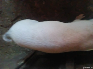 Vând 10 șoldani 4 luni - imagine 3 Vând 10 șoldani 4 luni - imagine 3