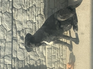 Pui Cane corso vânzare 