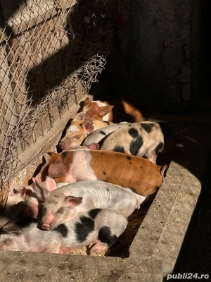 Vand 12 purcei  - imagine 5