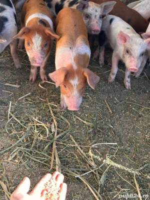 Vand 12 purcei  - imagine 3