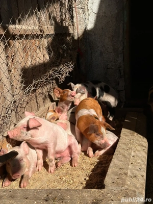 Vand 12 purcei  - imagine 4